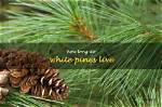 How Long Do White Pines Last?