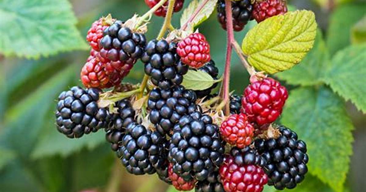 How Long Does a Blackberry Plant Last?