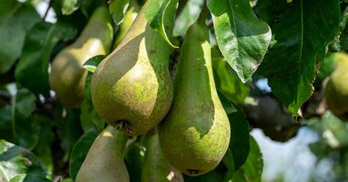 How Long Does a Conference Pear Tree Take to Grow?