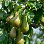 How Long Does a Conference Pear Tree Take to Grow?