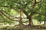 How Long Does a Ficus Tree Live?