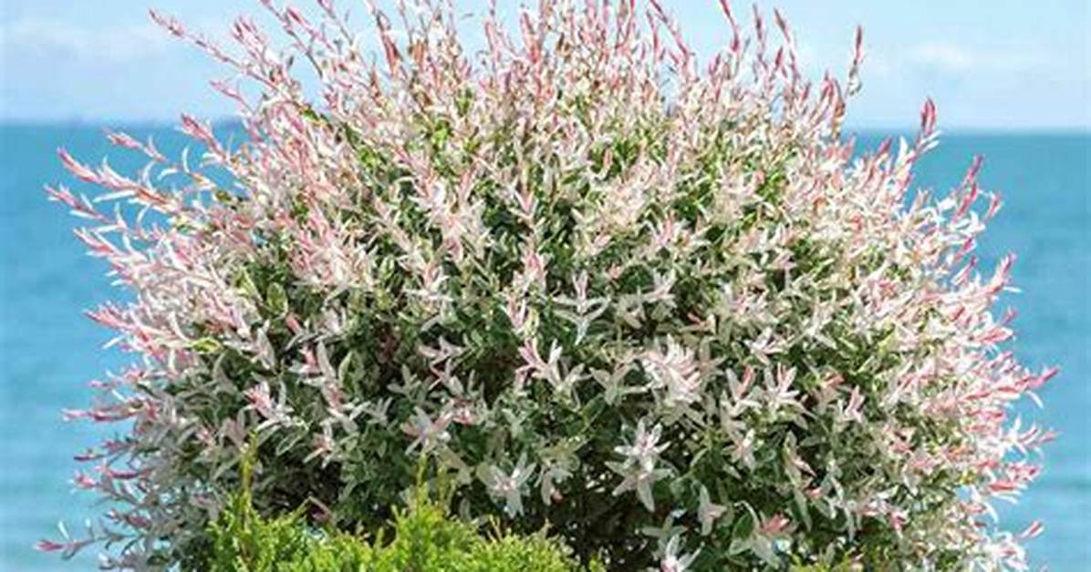 How Long Does a Flamingo Willow Take to Grow?