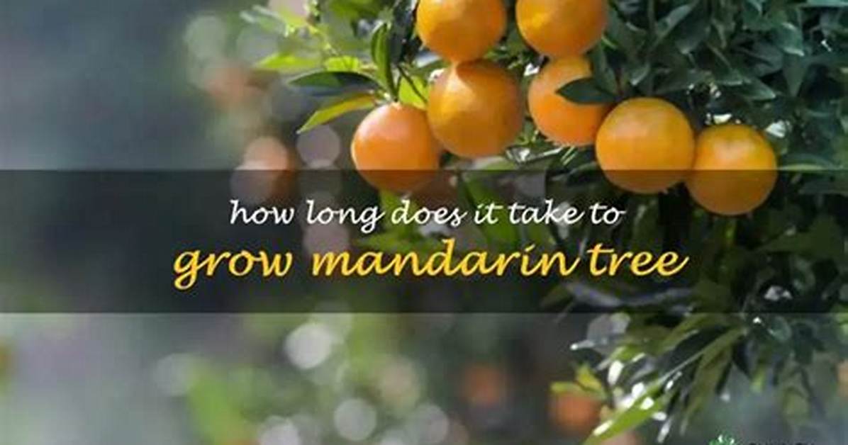 How Long Does a Mandarin Tree Take to Produce Fruit?