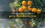 How Long Does a Mandarin Tree Take to Produce Fruit?