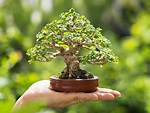 How Long Does a Mini Bonsai Tree Take to Grow?