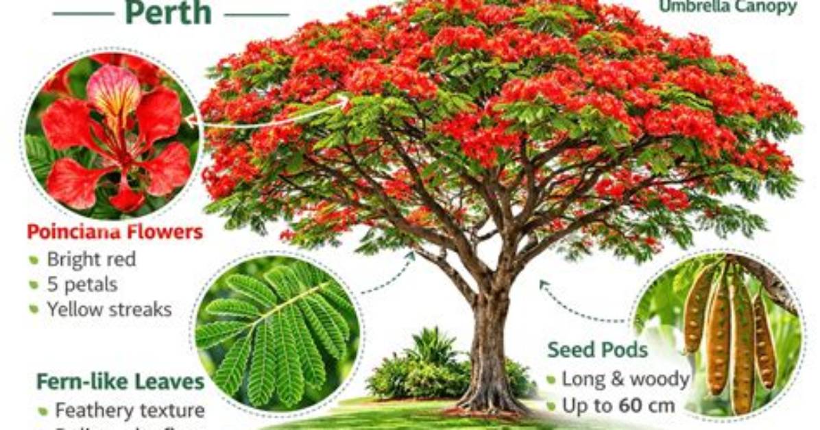 How Long Does a Poinciana Take to Grow?