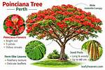 How Long Does a Poinciana Take to Grow?
