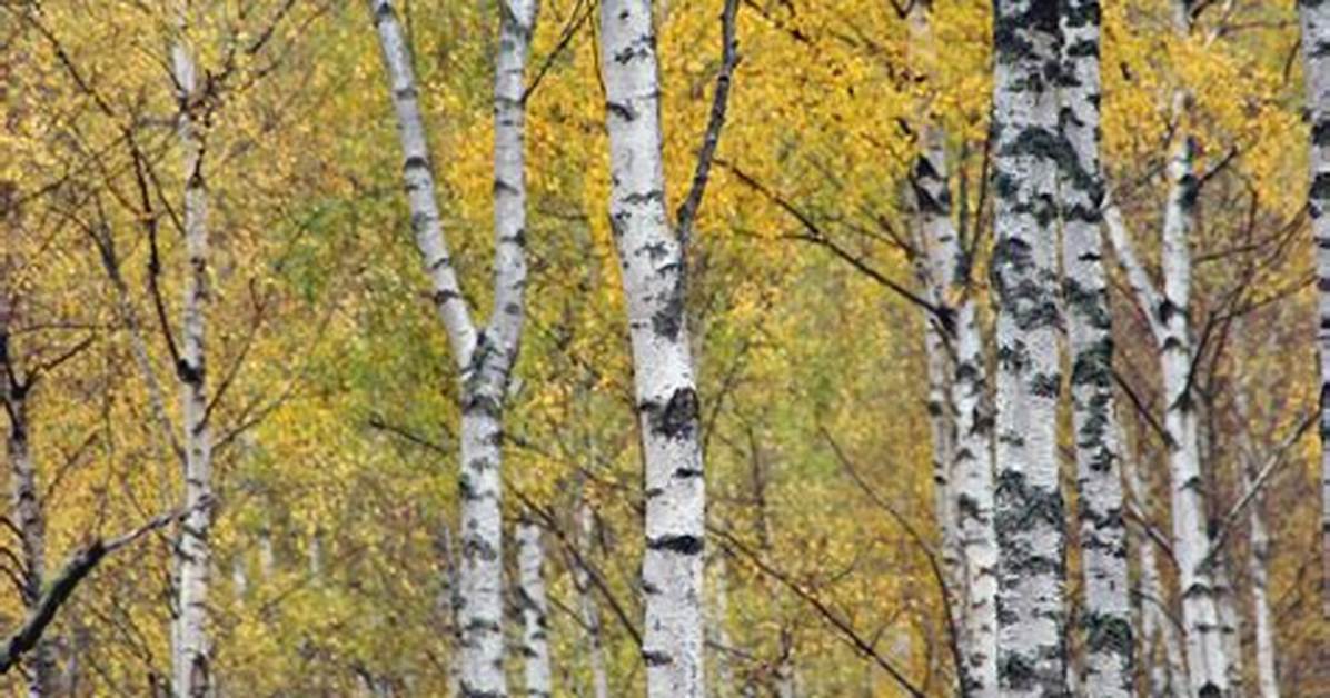 How Long Does a Silver Birch Last?