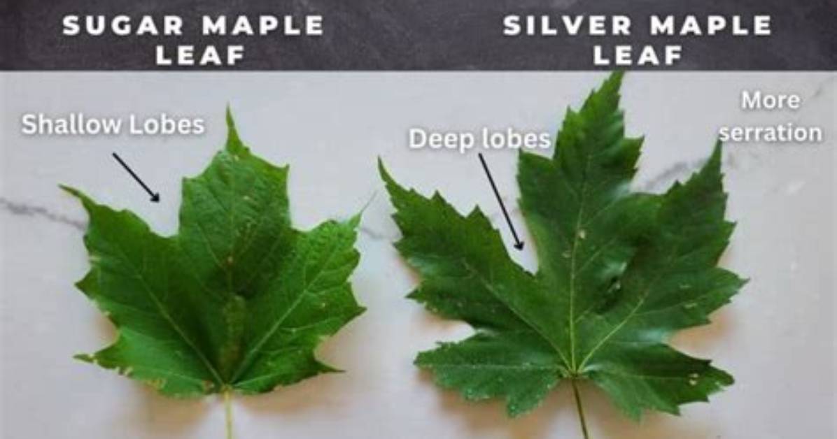 How Long Does a Silver Leaf Maple Live?