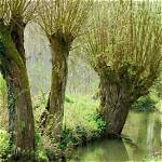 How Long Does a White Willow Tree Live?