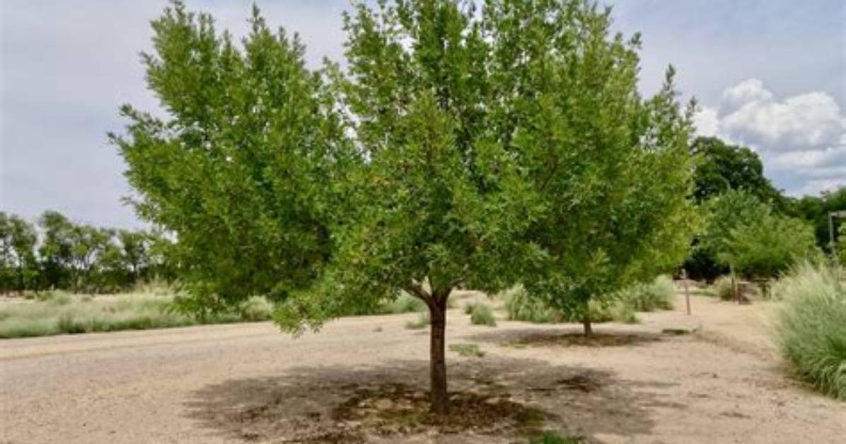 How Long Does an Arizona Ash Tree Live?