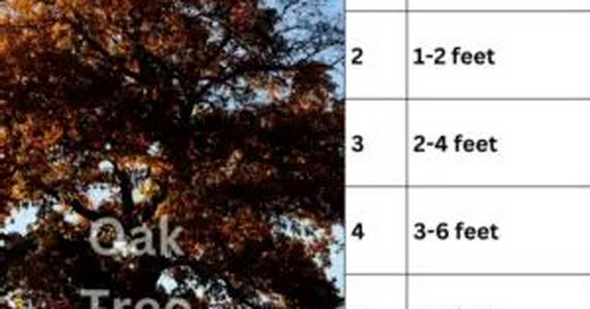 How Long Does an Average Oak Tree Take to Grow?