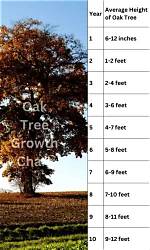How Long Does an Average Oak Tree Take to Grow?