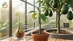 How Long Does an Avocado Graft Take to Heal?