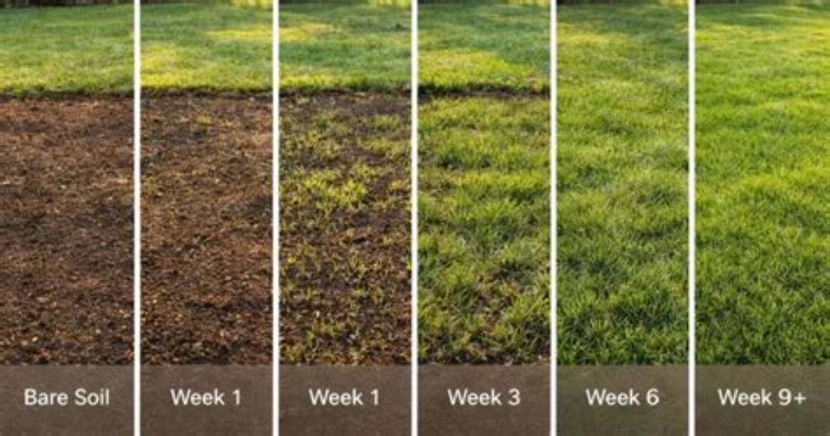 How Long Does Grass Seed Last for?