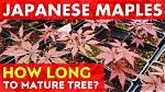How Long Does It Take a Maple Tree to Produce Maple?