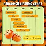 How Long Does It Take a Persimmon Tree to Mature?