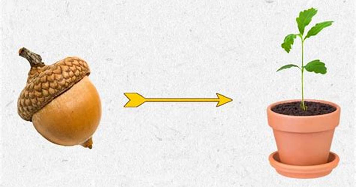 How Long Does It Take an Acorn to Grow into an Oak Tree?
