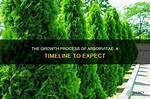 How Long Does It Take for Arborvitae to Reach Full Height?