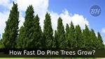 How Long Does It Take for Pine Needles to Die?
