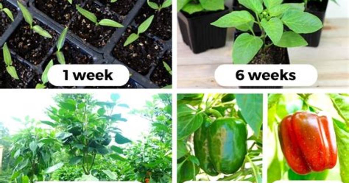 How Long Does It Take for Plants to Grow After Planting?