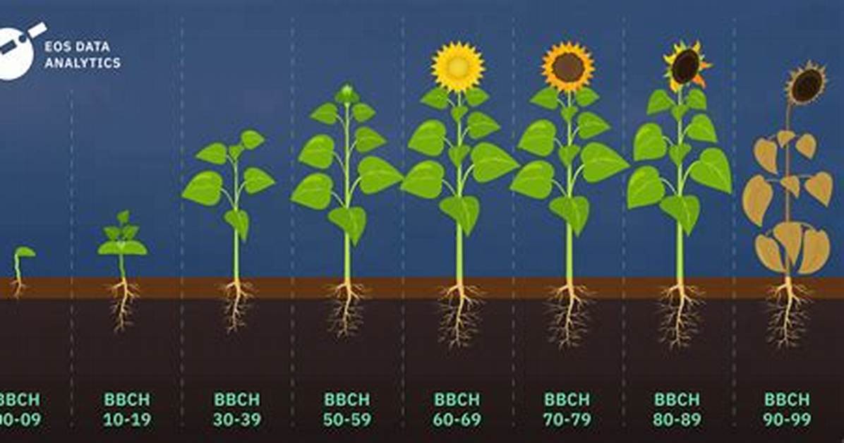 How Long Does It Take for Sunflowers to Grow After Planting?