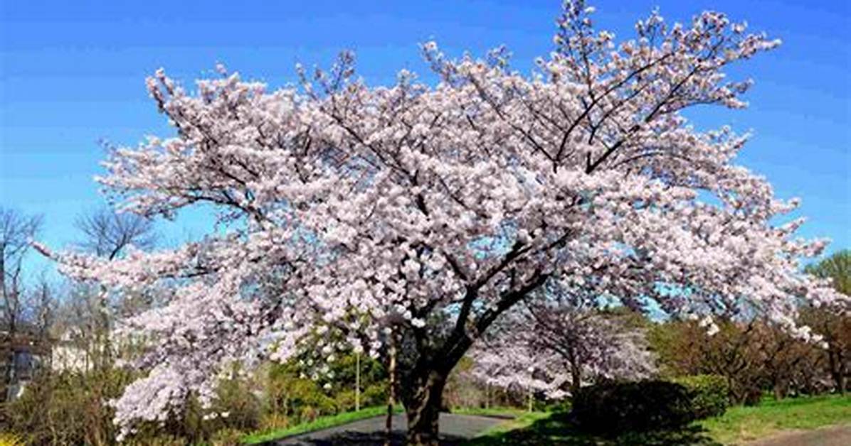 How Long Does It Take for Yoshino Cherry to Grow?