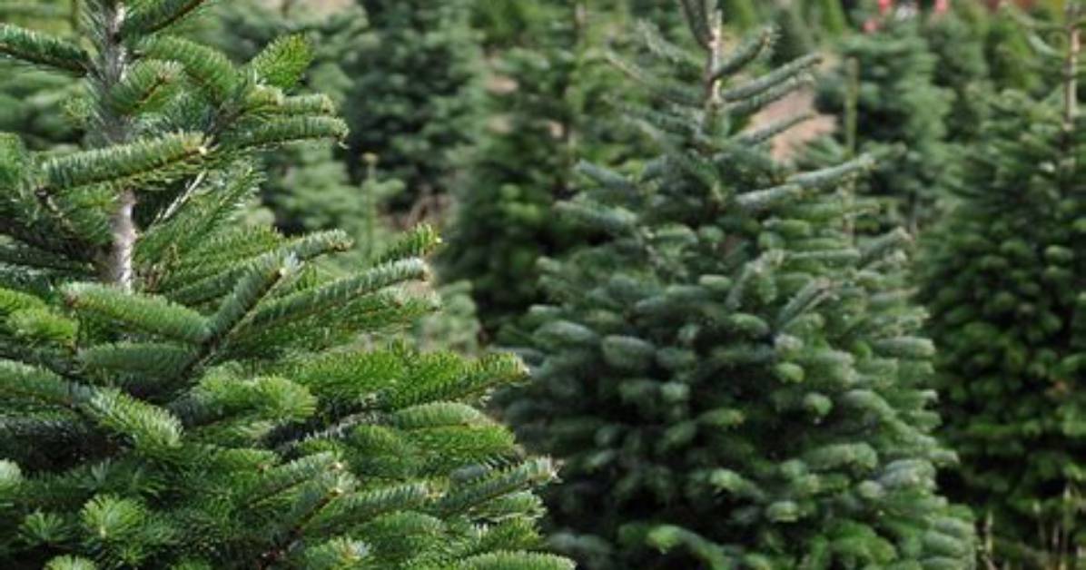 How Long Does It Take Norway Spruce to Grow?