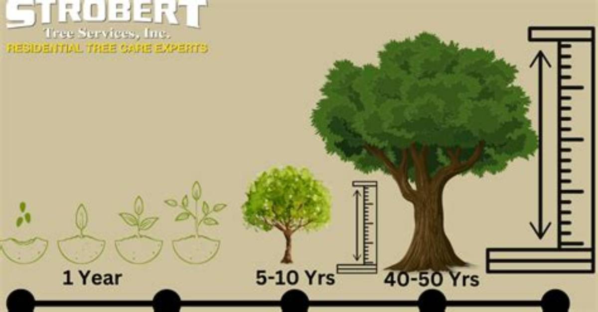 How Long Does It Take to Grow a Mature Pine Tree to Harvest for Wood?