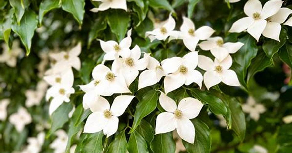 How Long Does Kousa Dogwood Take to Grow?
