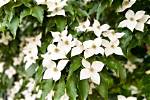 How Long Does Kousa Dogwood Take to Grow?