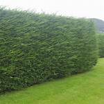 How Long Does Leylandii Take to Establish?