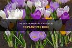 How Many Crocus Bulbs Can You Plant Together?