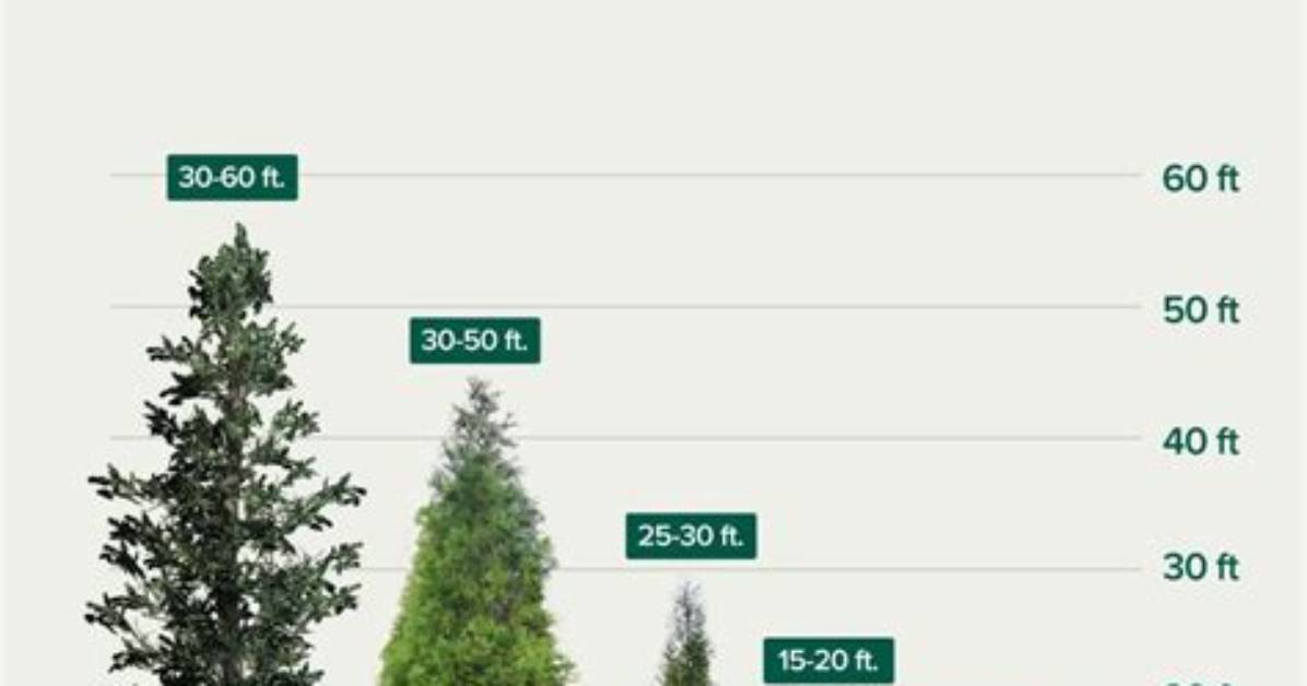 How Many Inches Does an Evergreen Tree Grow per Year?
