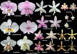 How Many Kinds of Orchids Are There?