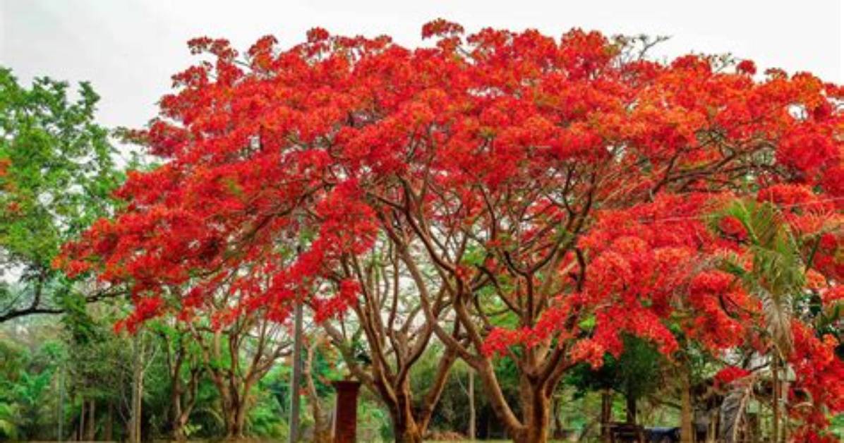 How Many Species of Flame Trees Are There in Australia?
