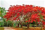 How Many Species of Flame Trees Are There in Australia?