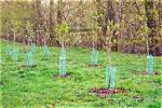 How Many Trees Can You Plant on an Acre of Land?