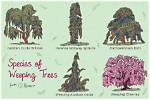 How Many Types of Weeping Willows Are There?