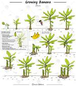 How Many Year's Did Banana Tree Live?