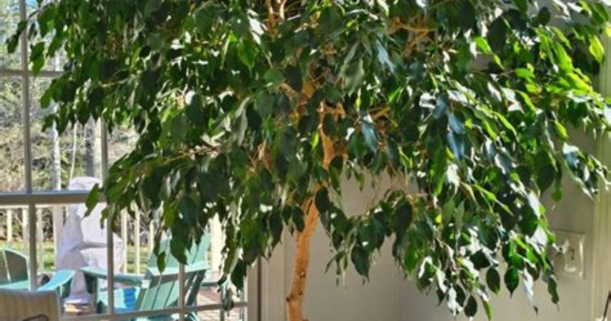 How Many Year's Does a Ficus Tree Live?