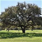 How Much Are Large Live Oak Trees?