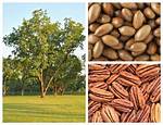 How Much Do Pecan Trees Cost?