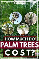 How Much Do Small Palm Trees Sell for?