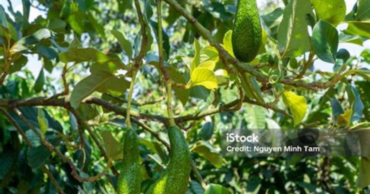 How Much Does a Fruit Bearing Avocado Tree Cost?