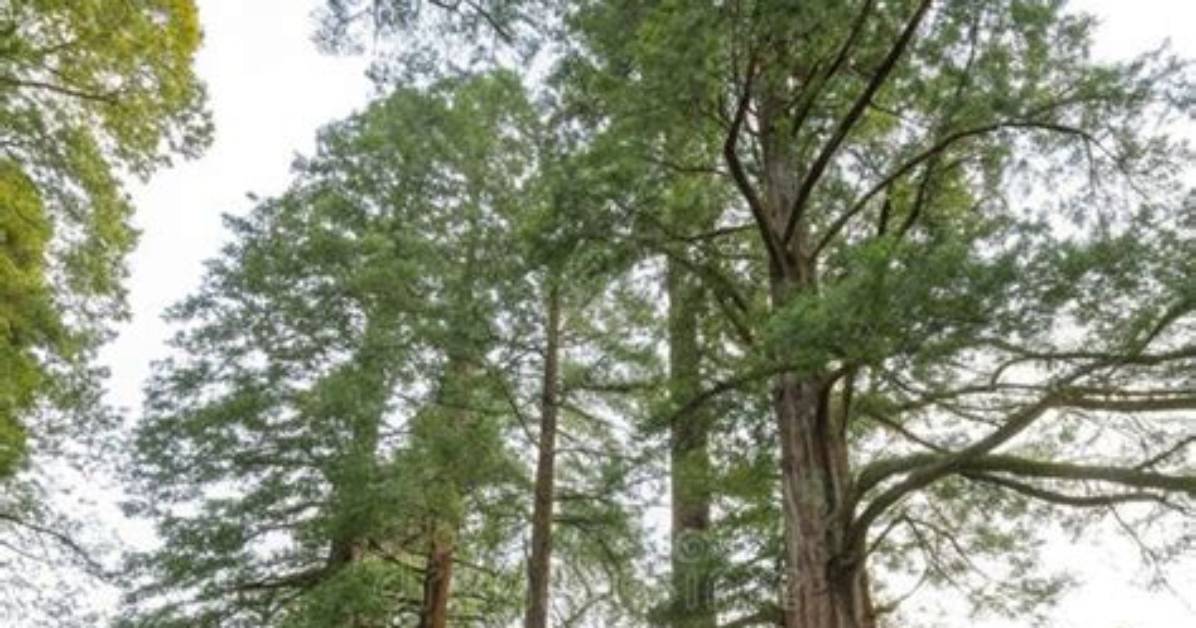 How Much Does a Mature Redwood Tree Cost?