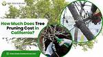 How Much Does a Tree Doctor Cost?