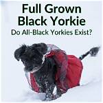 How Much Is a Full Grown Black Walnut Tree Worth?