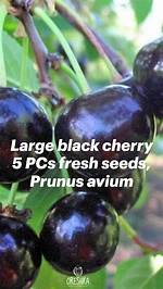 How Much Is a Large Black Cherry Tree Worth?