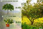 How Much Is a Lemon Tree Worth?